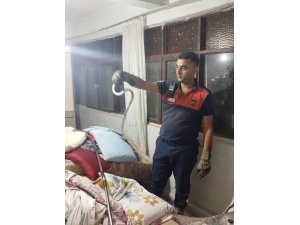 Hatay’da yerleşim yerlerinde görülen yılanlar yakalanarak doğal yaşam alanlarına bırakıldılar