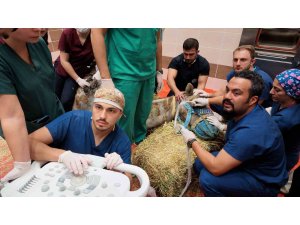 Türkiye’de ilk: Retina rahatsızlığı bulunan deve için kök hücre tedavi süreci başladı