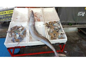 Akdeniz’de 12 kilogramlık ceylan balığı yakalandı