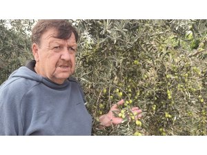 Tavşan Yüreği zeytinini dünya sahnesine çıkarmaya hazırlanıyor
