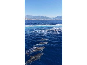 Alanya açıklarında yunus sürüsü dronla görüntülendi