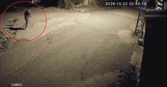 Motosikletle gelip köpeği çalan hırsızlara sitem: "Köpek çalmak nedir"
