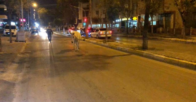 Caddede başıboş dolaşan at, trafiği tehlikeye düşürdü
