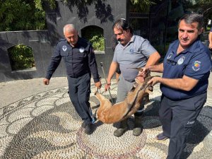 Kemer’de yaralı bulunan dağ keçisi tedavi altına alındı