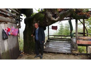 Asırlık meşe palamuduna gözleri gibi bakıyorlar