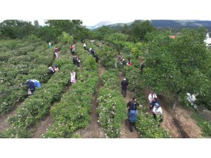 Gül çiçeği taban fiyatı 95 lira olarak belirlendi