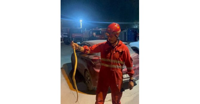 Antakya’da aracın içinde görülen yılan yakalandı