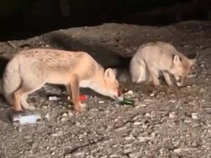 Kuşların peşine takılan tilki minareye çıktı