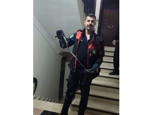 Defne’de yerleşim yerinde görülen yılan doğaya bırakıldı