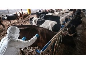 Elbistan’da 5 mahallede şap karantinası: Hayvan giriş ve çıkışları yasaklandı