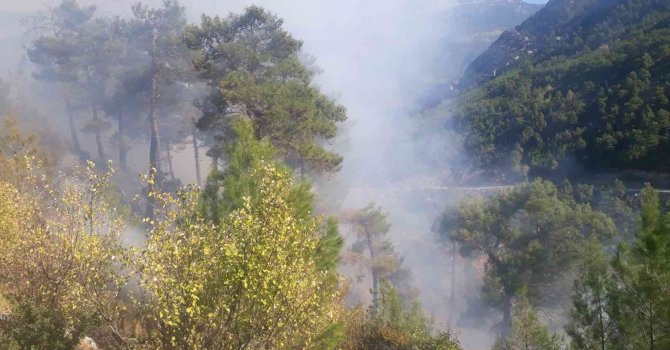 Manavgat’da yanan orman arazilerine fidan dikilirken, başka bir bölgede çıkan yangın büyümeden söndürüldü