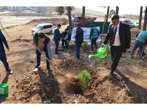 600 fıstık çamı fidanı toprakla buluştu