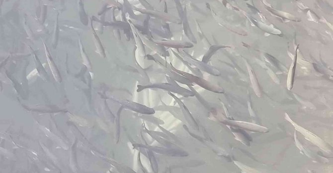 Manavgat Irmağı üzerindeki balık çiftliğinde 13 bin alabalık telef oldu