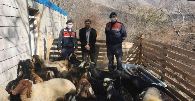 Jandarma kaybolan hayvanları drone ile bulup sahibine teslim etti