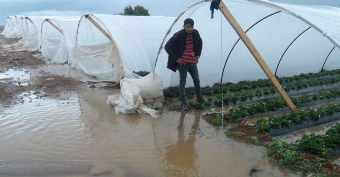 Antalya’da yağmur çilek seralarını sular içinde bıraktı