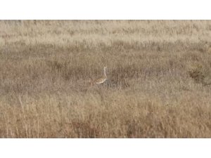 Türkiye’de nesli tehlike altındaki toy kuşu Hatay’da görüntülendi