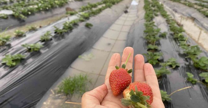 Antalya’da ekili alanlar ve çilek seraları sular altında kaldı