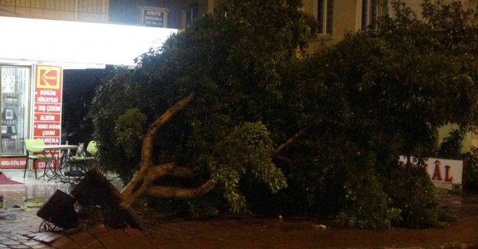 Antalya’da hortum ağaçları kökünden söktü