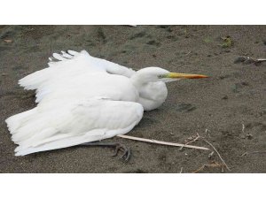 Büyük ak balıkçılı kalbinden vurdular