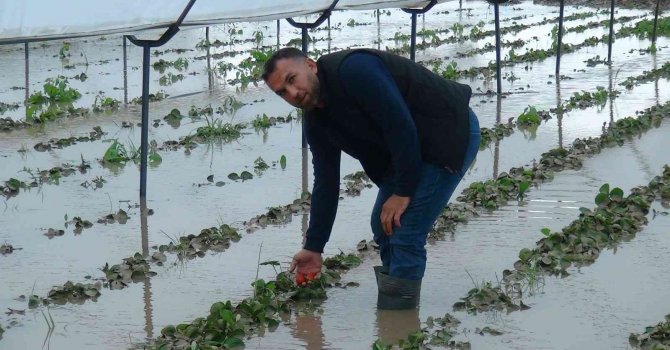 Yağmurla gelen sel, 55 dekar çilek serasını göle çevirdi
