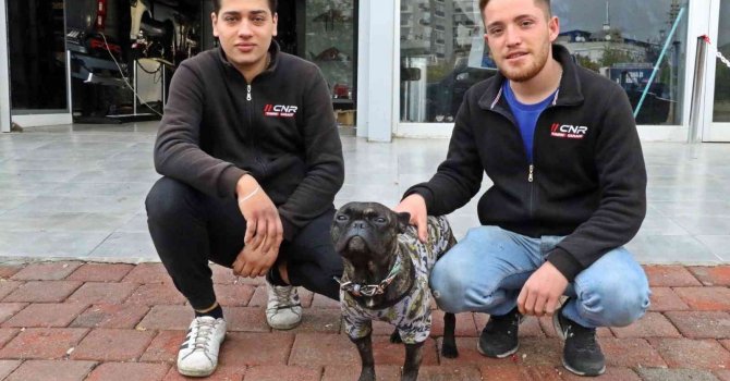 Şiddet karşıtı köpek, işyerindeki elemanları kavga ettiklerine bin pişman etti