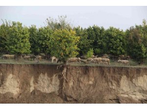 Aşırı yağışla kayan toprak, ağacın saçaklarını ortaya çıkardı