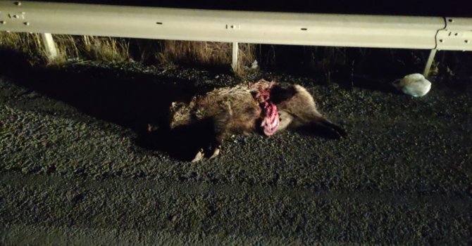 Domuz sürüsüne çarpan iki otomobil hurdaya döndü