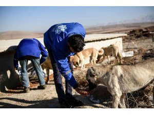 Elbistan’da sokak hayvanlarına belediyeden mama ve yem desteği