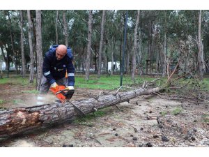 Beach Park’ta tehlike oluşturan ağaçlara önlem