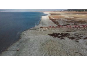 Nesli tükenmekte olan Dikkuyrukların kış durağı kuruyor