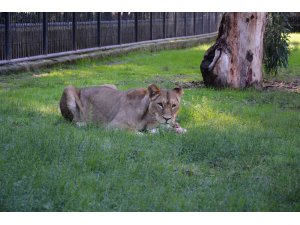 Doğa Parkı’nın yeni sakinleri: "Berdan" ve "Kleopatra"