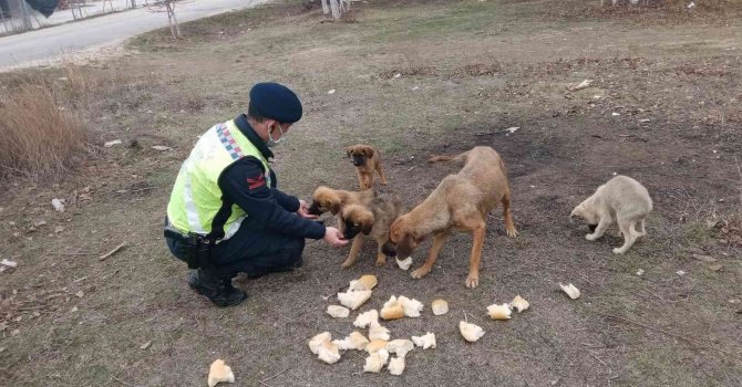 Ormana bırakılan sokak köpeklerine jandarma sahip çıktı