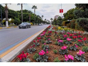 Mersin’in 4 bini yanı çiçeklerle renkleniyor
