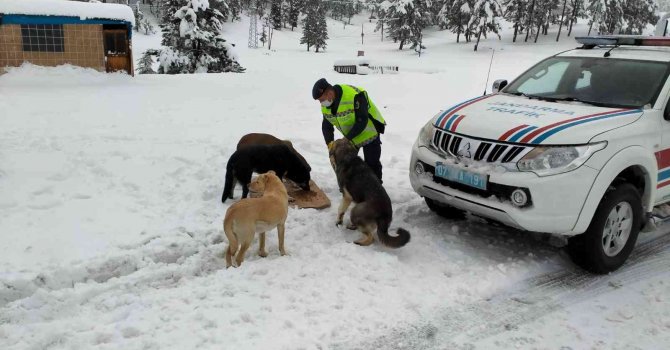 Kar yağışında etkilenen hayvanların yardımına jandarma koştu