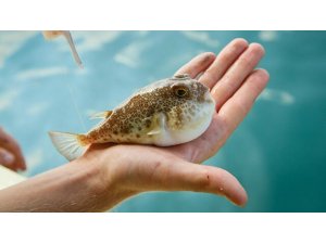 Oltacılar balon balığı için yarışacak