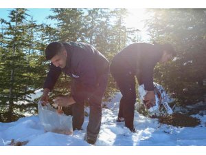 Toros dağlarında yaban hayvanlarına yem