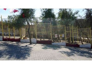 Kahramanmaraş’ta sokak hayvanları toplanıyor