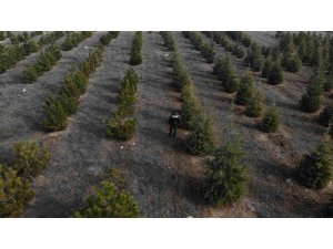 Yılbaşı öncesi çam ağaçlarına özel koruma