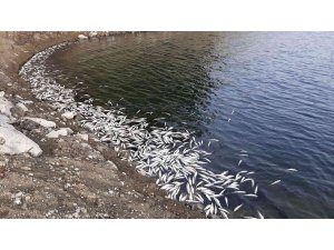 Aslantaş Barajı’nda korkutan tablo... Binlerce ölü balık kıyıya vurdu