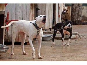 Antalya Sokak Hayvanları Bakımevi 100’e yakın Pitbull ve Dogo Arjantin köpeklerine ev sahipliği yapıyor