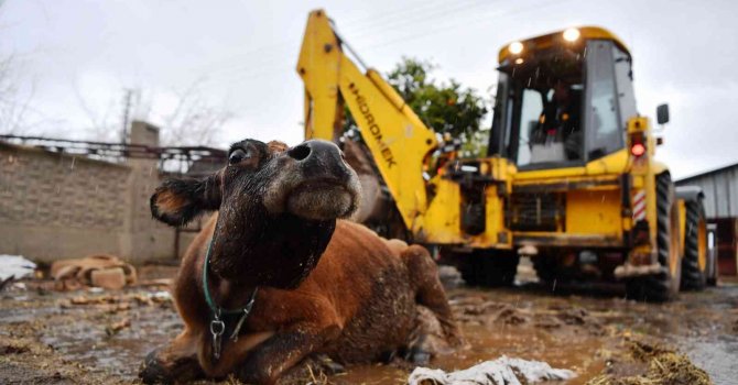 Çöktüğü yerden 3 gündür kalkamayan inek kepçeyle kurtarıldı