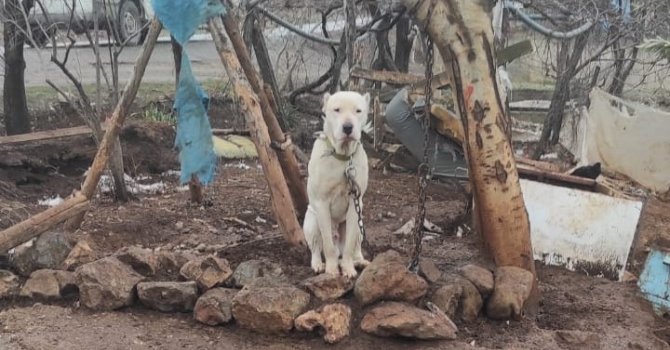 Kahramanmaraş’ta pitbull köpeğin sahibine para cezası
