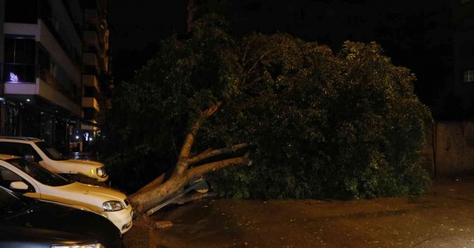 Adana’da sağanak yağış ve rüzgar 7 metrelik ağacı devirdi
