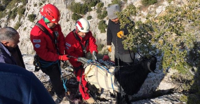 Kayalıklarda mahsur kalan 3 oğlak ile 1 keçiyi AKUT kurtardı
