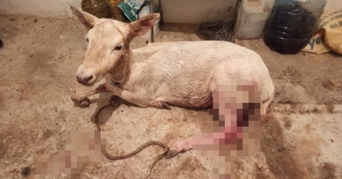 Çiftlikten kaçıp sokağa inen geyikler vatandaşları şaşırttı