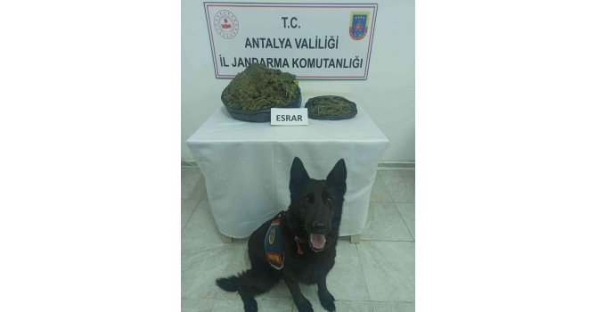 Gazipaşa’da uyuşturucu tacirine operasyon