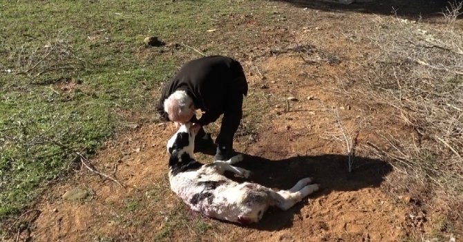Aç kalan sokak köpekleri 5 günlük buzağıyı telef etti