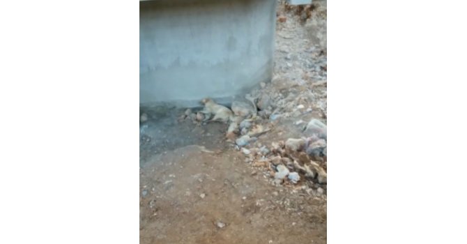 Isparta’da 2 köpeğin zehirlendiği iddia edildi