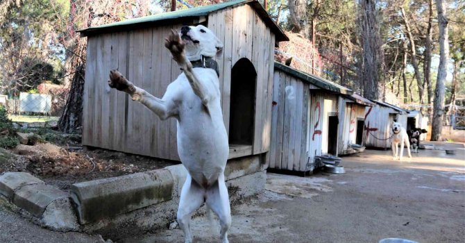 Antalya’da "Yasaklı tür" olan bin 663 adet köpek kayıt altına alındı