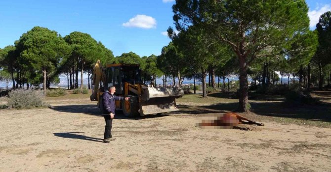 Vicdansızların vurarak öldürdüğü at sokak hayvanlarına yem oldu